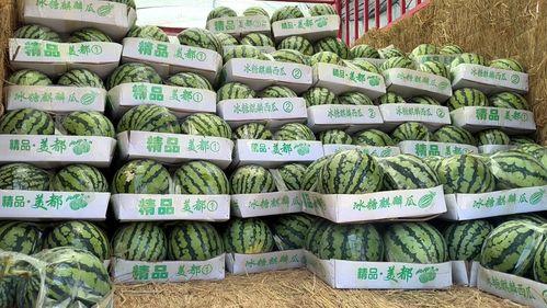 郑州麒麟瓜今日价格