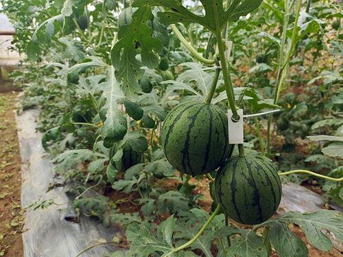 中牟小吊瓜今日价格走势,今日行情实时解析