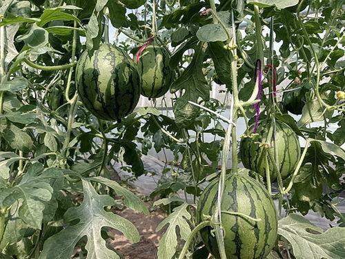 西华小吊瓜今日价位表,品质与市场的完美融合