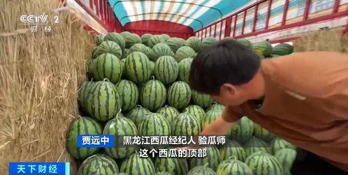 今日吃瓜价格表,吃瓜群众必看价格大盘点