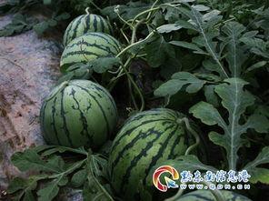 今日高瓜价格最新消息,最新市场动态解析