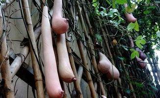 乳瓜今日报价,市场行情一览