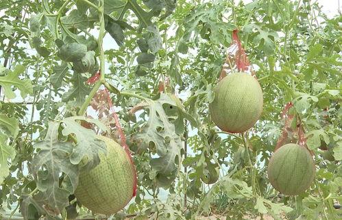 吊瓜行情今日,波动中寻求机遇