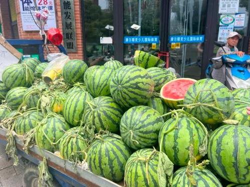 吊瓜行情今日,波动中寻求机遇