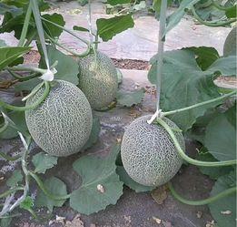 青岛哈密瓜价格今日价,价格行情一览