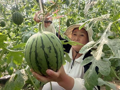 精品小吊瓜今日价格行情,市场波动下的新鲜动态