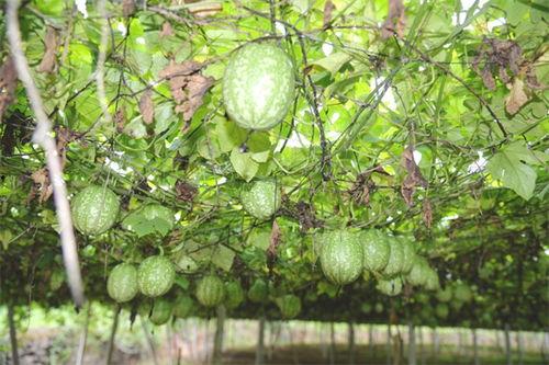 精品小吊瓜今日价格行情,市场波动下的新鲜动态