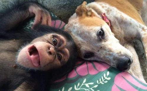 明星网红话题文案搞笑男,网红界的欢乐源泉