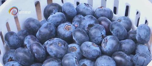 金马正昌鹿麒麟瓜今日价,品味夏日甘甜，探寻瓜果新宠”