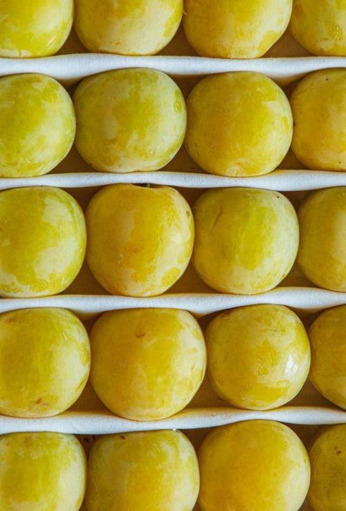 金马正昌鹿麒麟瓜今日价,品味夏日甘甜，探寻瓜果新宠”