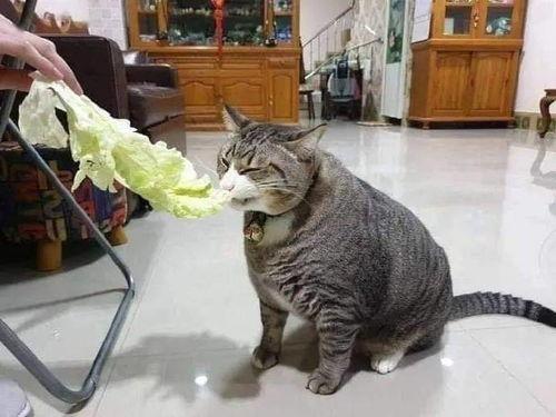 51cg10今日吃瓜胖猫,今日焦点聚焦“吃瓜胖猫”，趣味横生引人关注