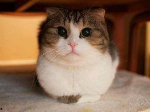 51cg10今日吃瓜胖猫,今日焦点聚焦“吃瓜胖猫”，趣味横生引人关注