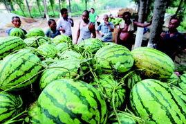 生瓜今日价格,波动分析及市场动态