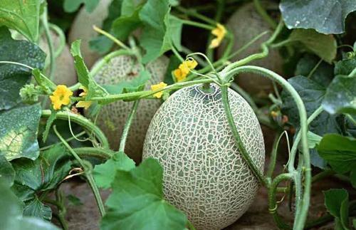 生瓜今日价格,波动分析及市场动态