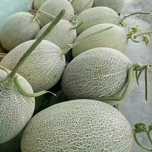 新疆哈密瓜价格今日,品质佳、口感鲜，市场热度攀升”