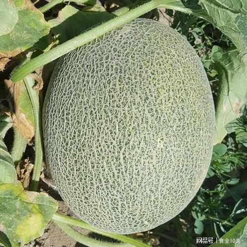 新疆哈密瓜价格今日,品质佳、口感鲜，市场热度攀升”