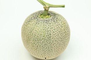 今日甜王瓜价格多少钱一斤,行情波动，一斤多少钱？