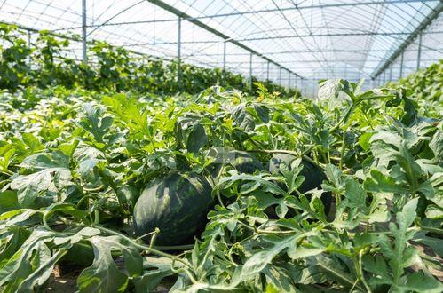 今日吃瓜线路,揭秘娱乐圈最新热点事件