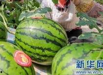 长垣今日吃瓜最新消息,揭秘今日热点事件背后的真相