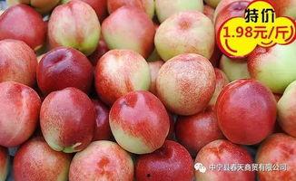 浦城吊瓜今日价格,市场行情一览