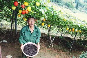 浦城吊瓜今日价格,市场行情一览