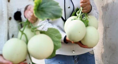 2月份玉菇蜜瓜今日价格,2月甜蜜新行情！