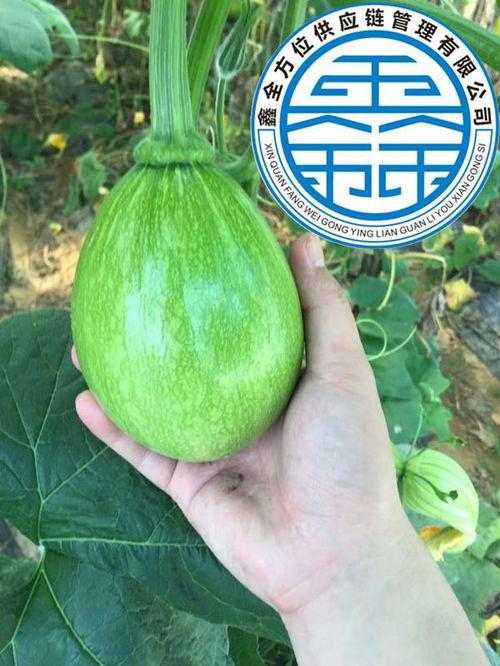 武汉今日蔬菜价格表旱瓜