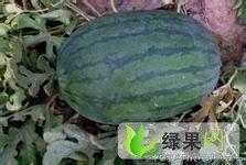 今日苏瓜价格行情最新,今日市场动态一览