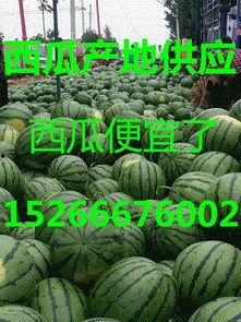 宁夏瓜产地今日行情如何,今日行情喜人一览”