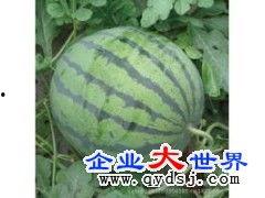 今日中瓜价格,市场供需影响显著